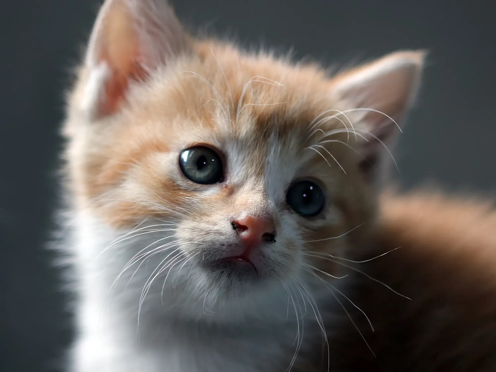 Original colour photo of a ginger and white kitten